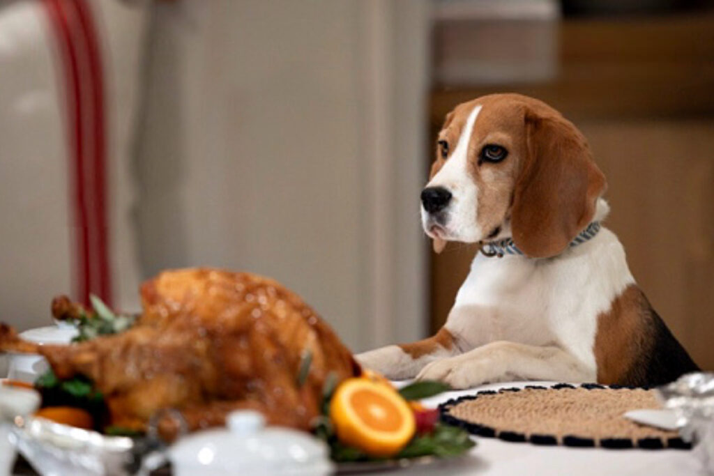 Quartermaine Thanksgiving turkey or pizza